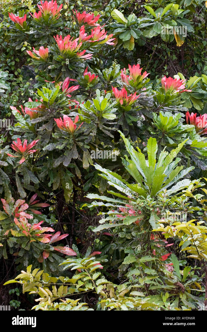 Flora rainforest plants fotografías e imágenes de alta resolución - Alamy Flora rainforest plants fotografías e imágenes de alta resolución - Alamy