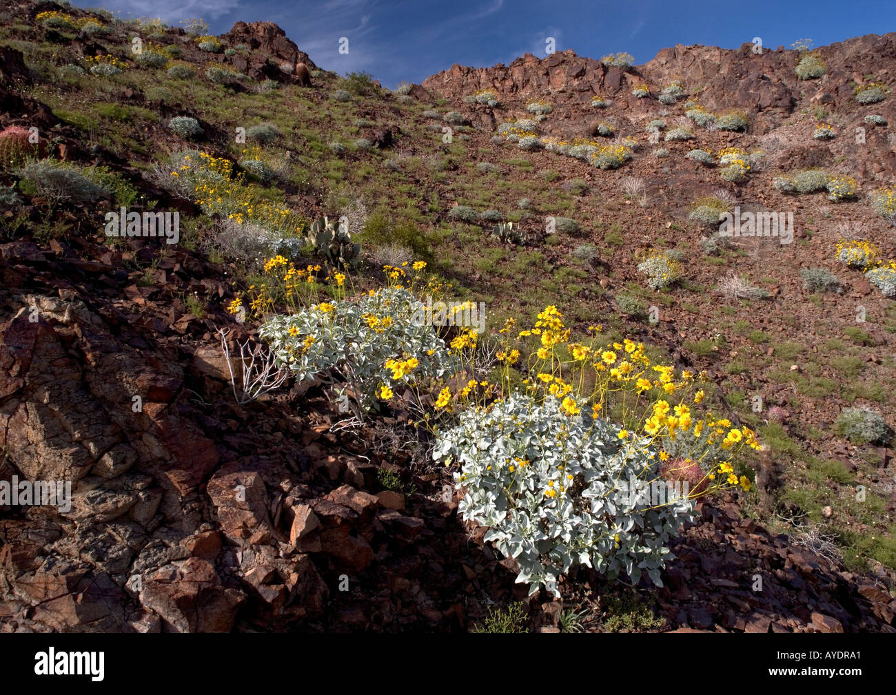 Las montañas de chocolate en el sudeste de California, en la frontera de Arizona con flores de primavera como quebradizo cactus bush etc. California US Foto de stock