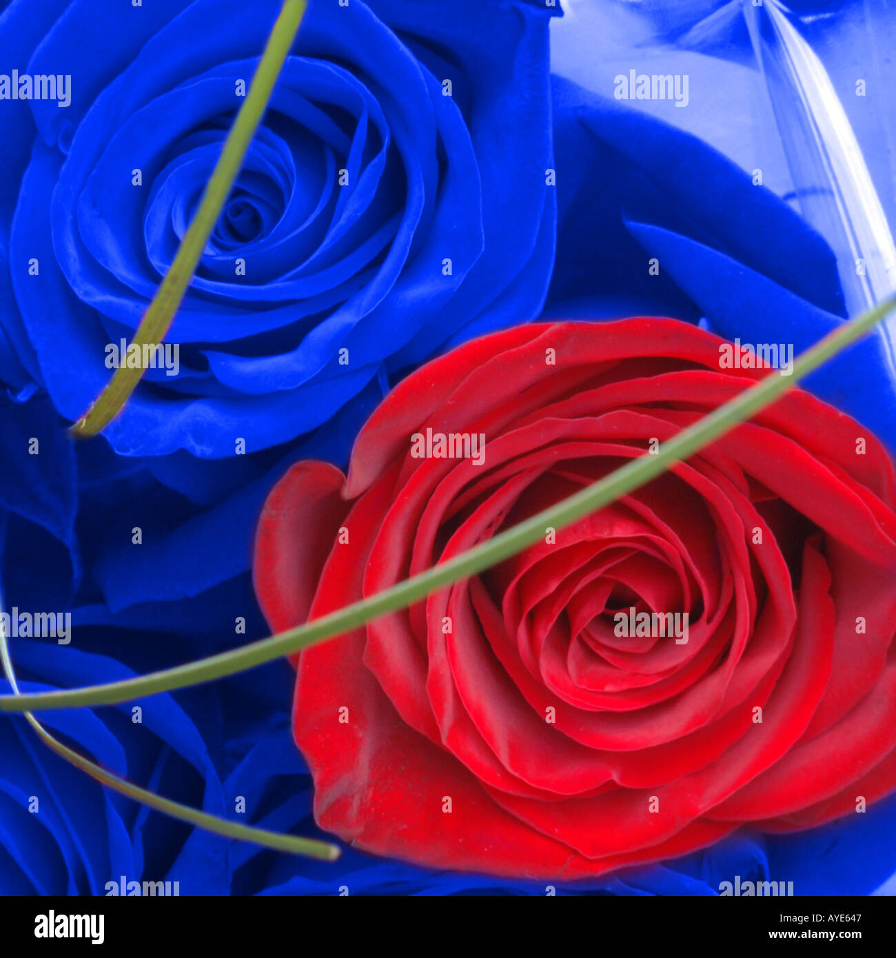 Rosa roja rodeada de rosas azules alternancia digital Fotografía de stock -  Alamy