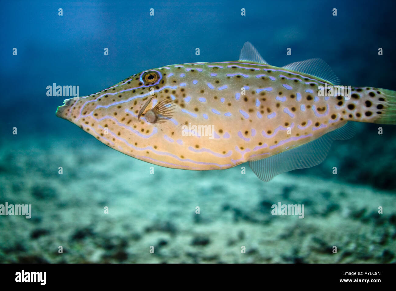 Filefish fuera de Gilli isla indonesia Foto de stock
