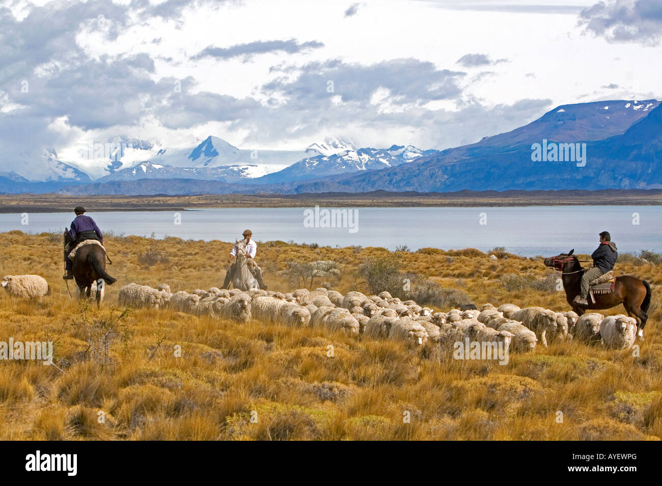 Gauchos manada de ovejas cerca del Lago Argentino en las praderas patagónicas cerca de El Calafate, Argentina Foto de stock