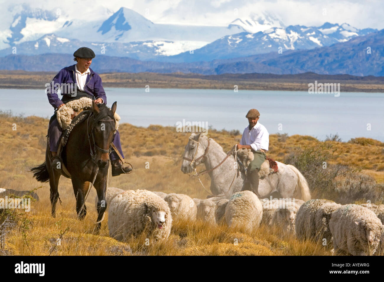Gauchos manada de ovejas cerca del Lago Argentino en las praderas patagónicas cerca de El Calafate, Argentina Foto de stock