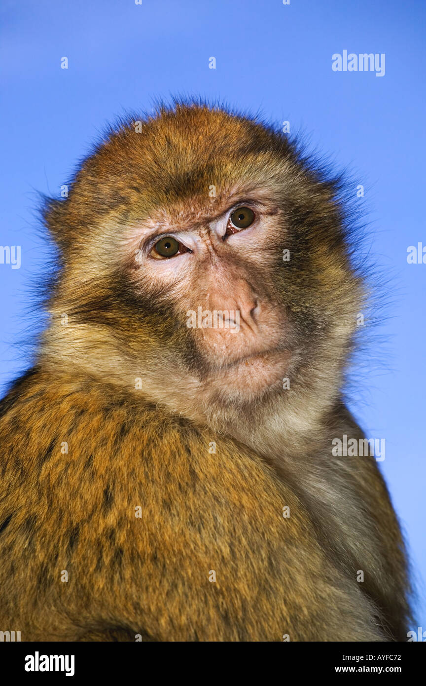 Macaco de Berbería Macaca sylvanus retrato especies vulnerables Gibraltar Marruecos Argelia Foto de stock