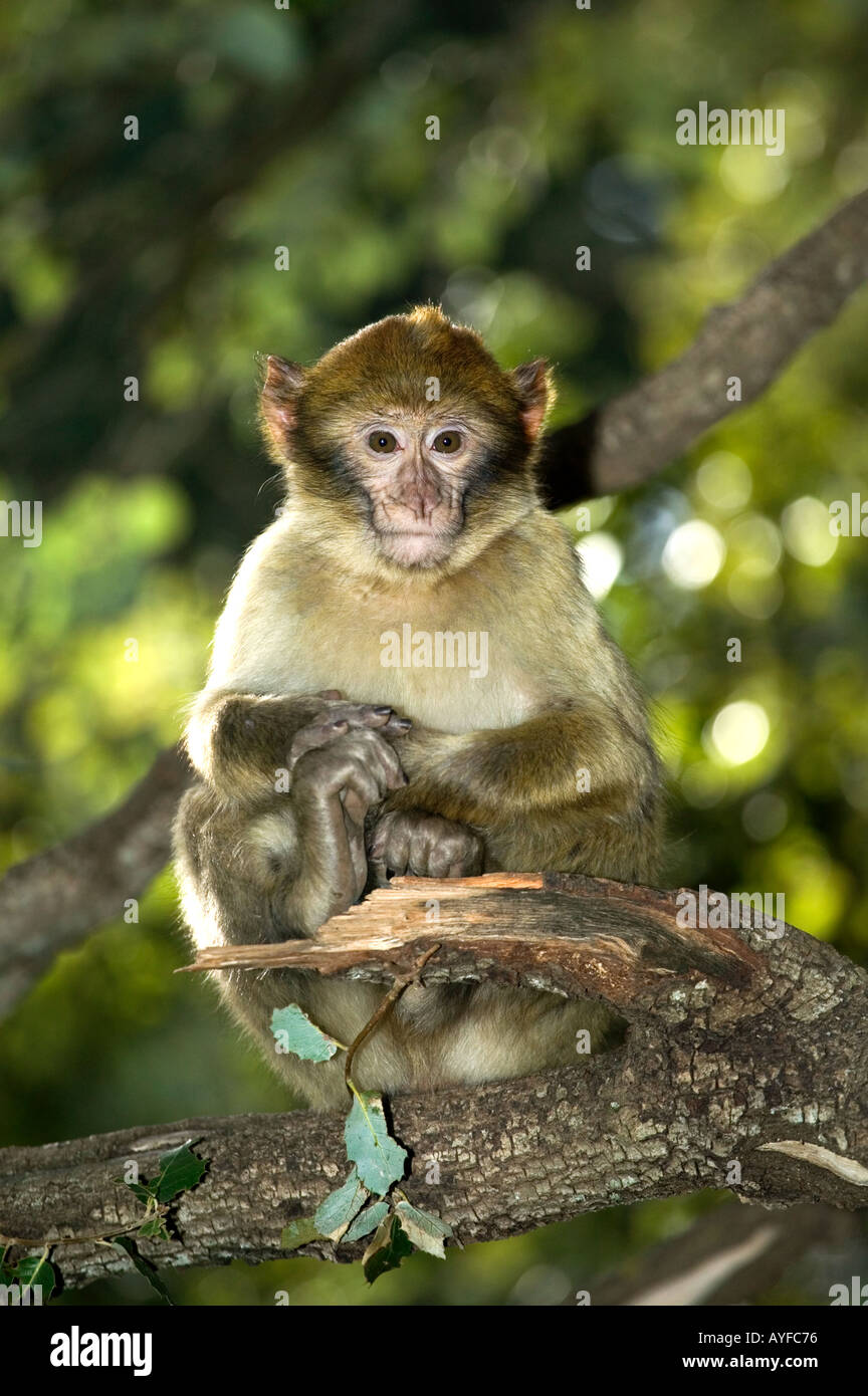 Macaco de Berbería Macaca sylvanus retrato especies vulnerables Gibraltar Marruecos Argelia Foto de stock