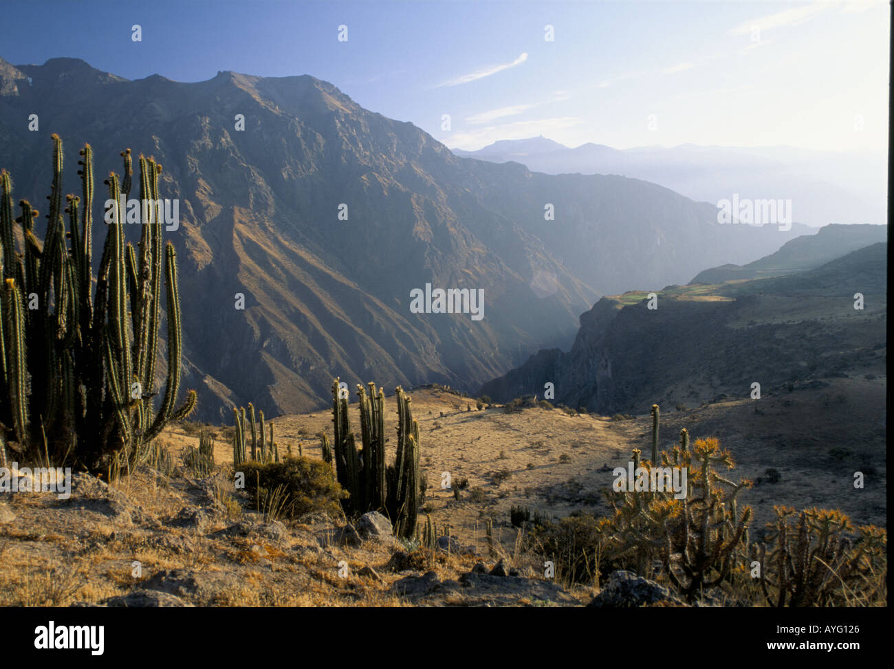 Cañón del Colca Andes Perú Foto de stock