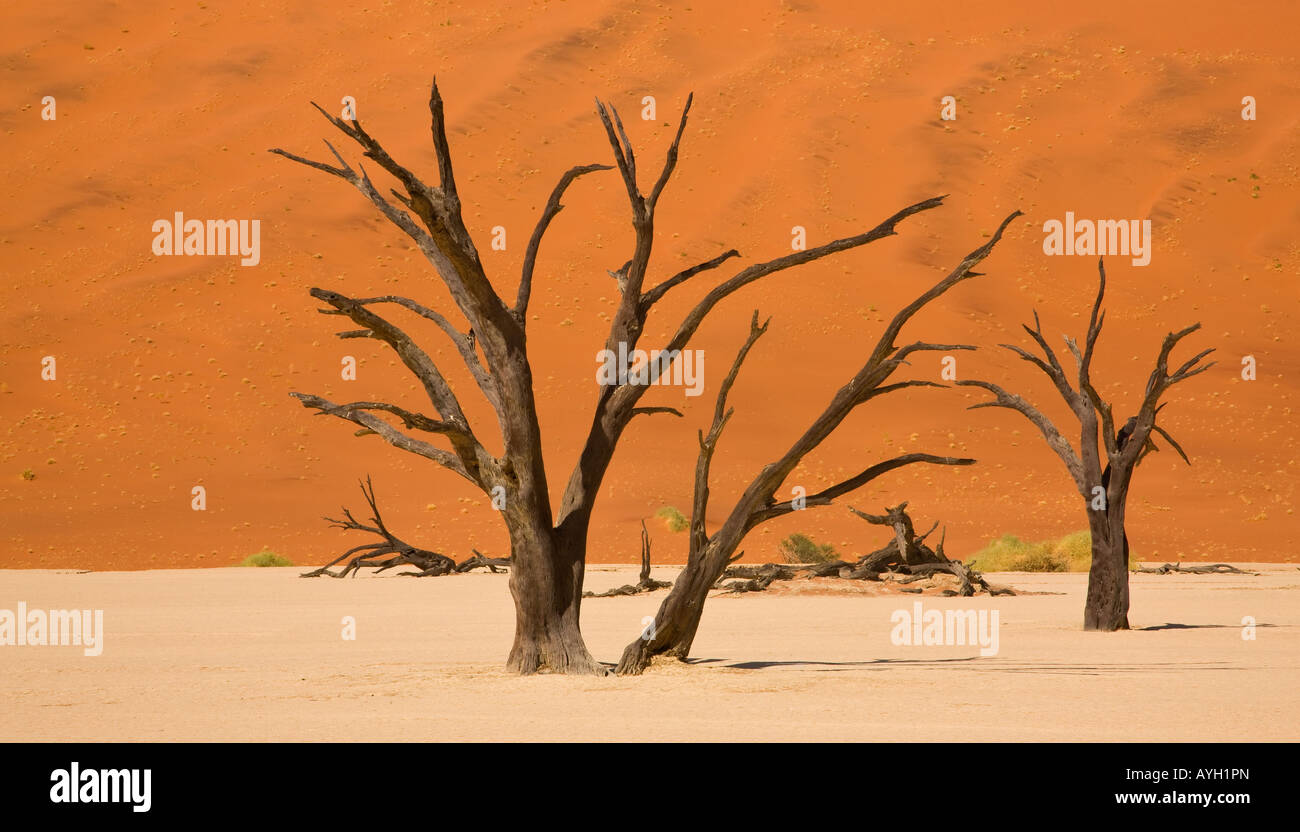 Los árboles muertos, el desierto de Namib, Namibia, Africa Foto de stock