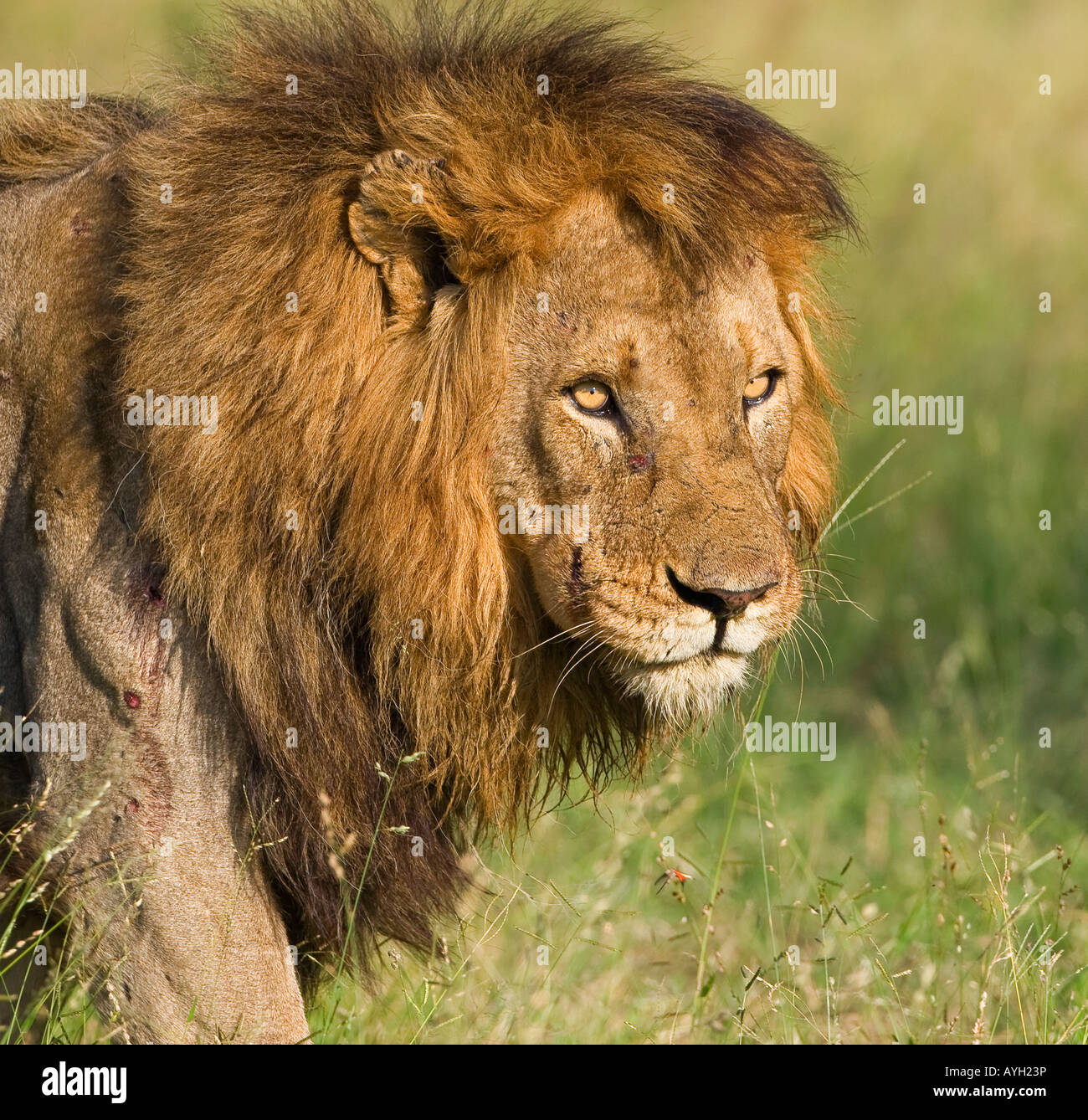 Cerca de león macho, mayor Parque Nacional Kruger, Sudáfrica Foto de stock
