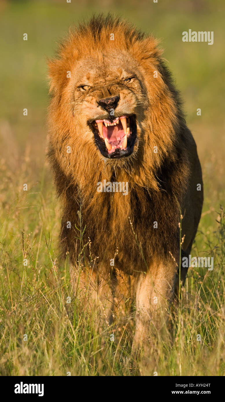 Macho león rugiente, Gran Parque Nacional Kruger, Sudáfrica Foto de stock