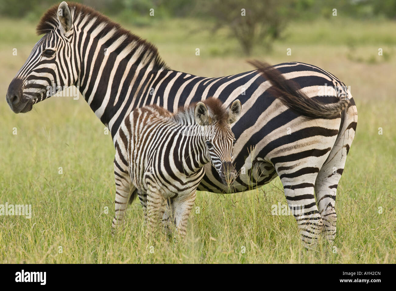 La madre y el bebé llanuras Zebra, Gran Parque Nacional Kruger, Sudáfrica Foto de stock