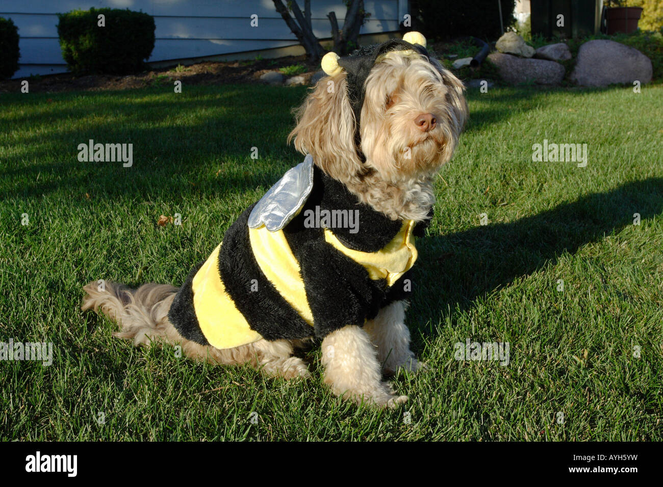 Perro con disfraz fotografías e imágenes de alta resolución - Alamy