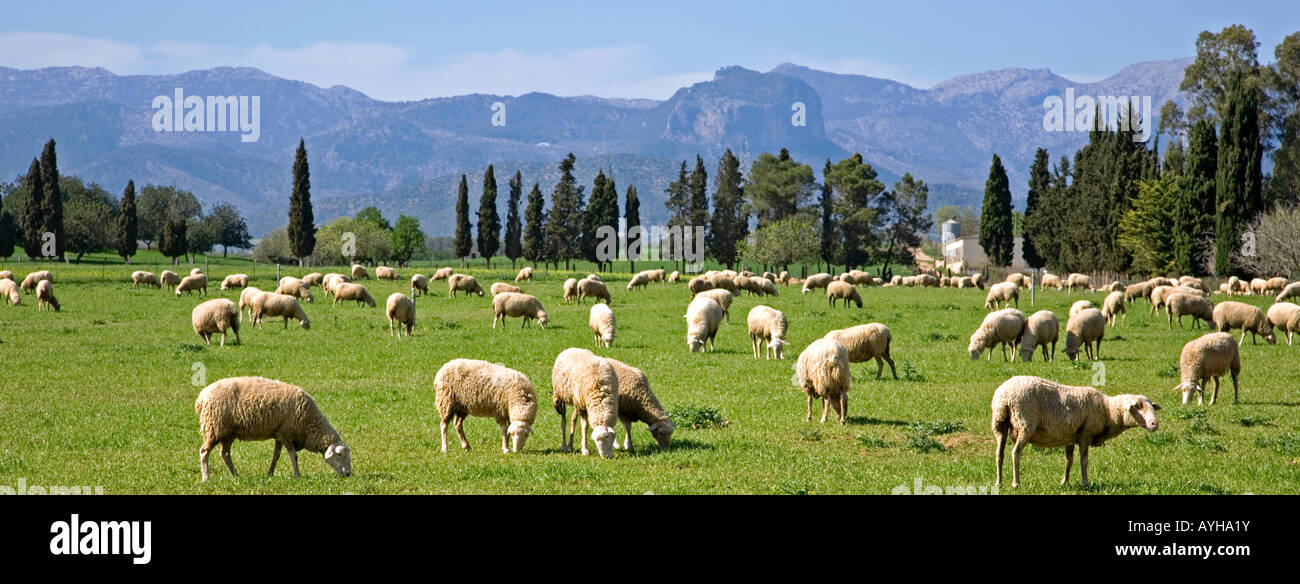 Rebaño de ovejas.Cerca de Sencelles village.En la isla de Mallorca.España Foto de stock