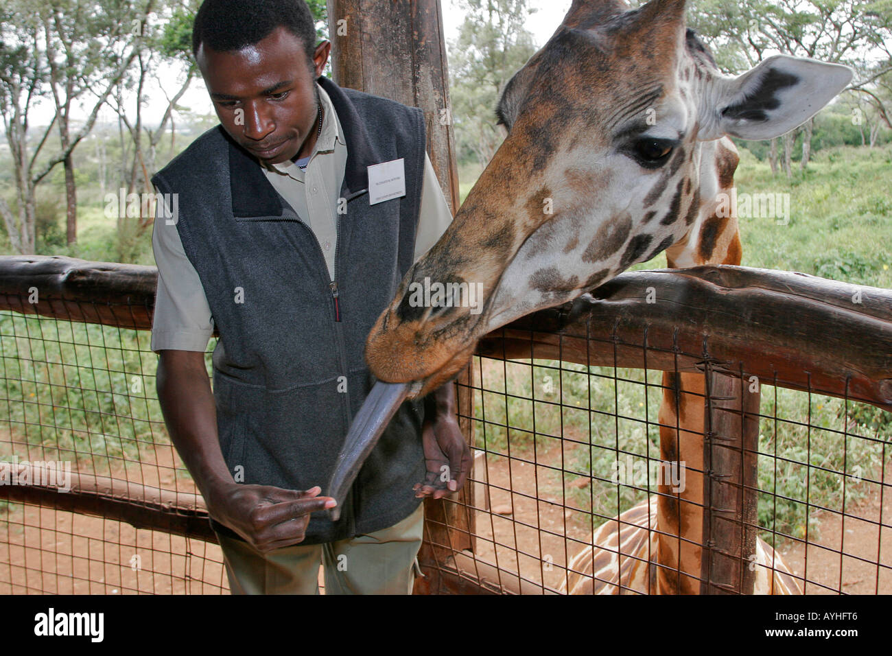 Visitante alimenta jirafa con larga lengua azul en refugio cerca de Nairobi Kenya África Foto de stock