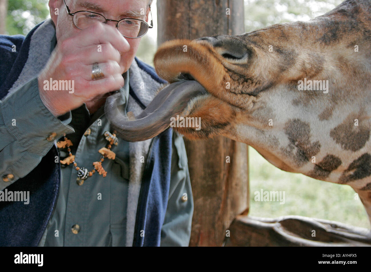 Visitante alimenta jirafa con larga lengua azul en refugio cerca de Nairobi Kenya África Foto de stock