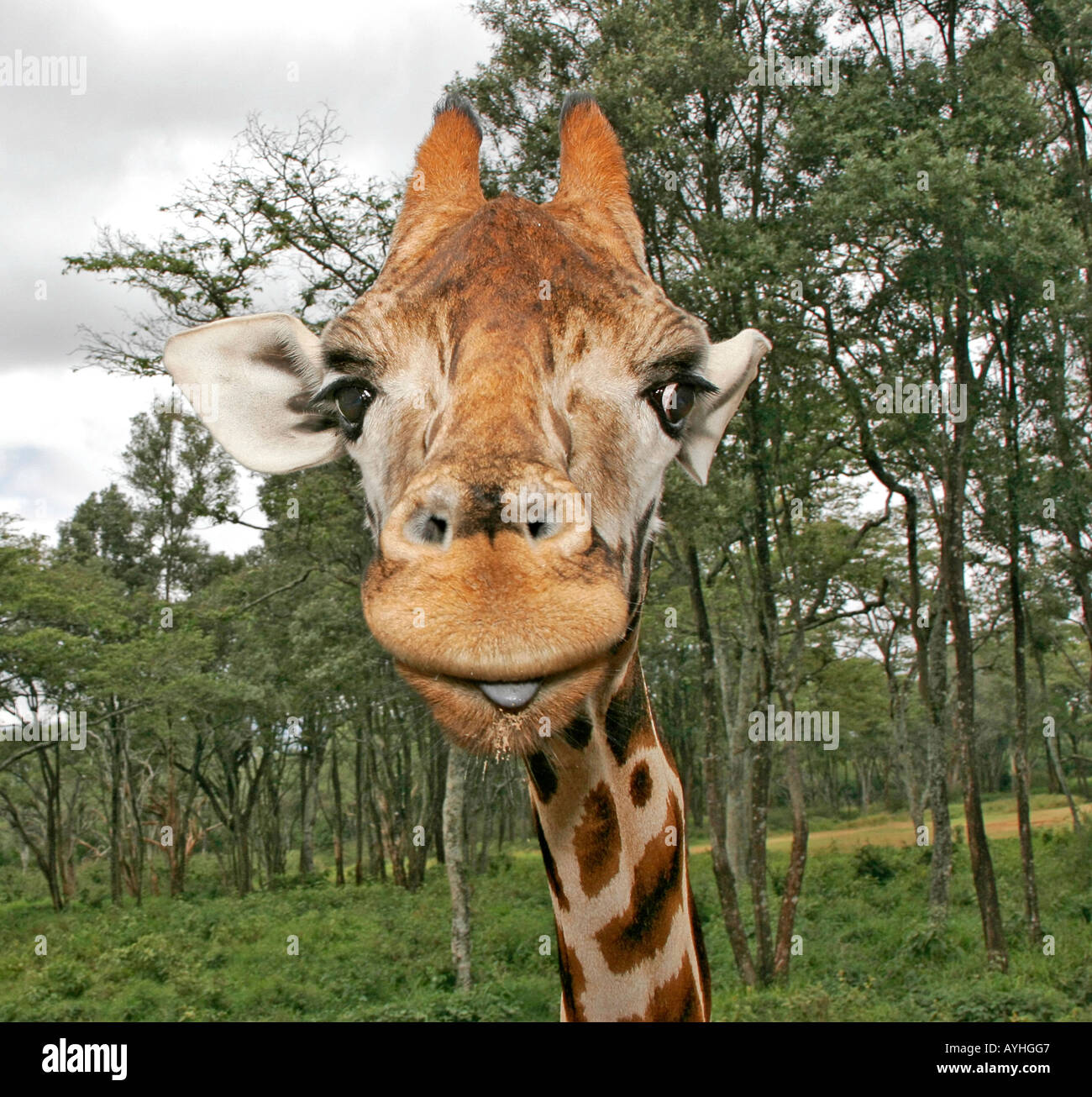 Jirafa en refugio cerca de Nairobi Kenya Africa hace goofy cara divertida Foto de stock