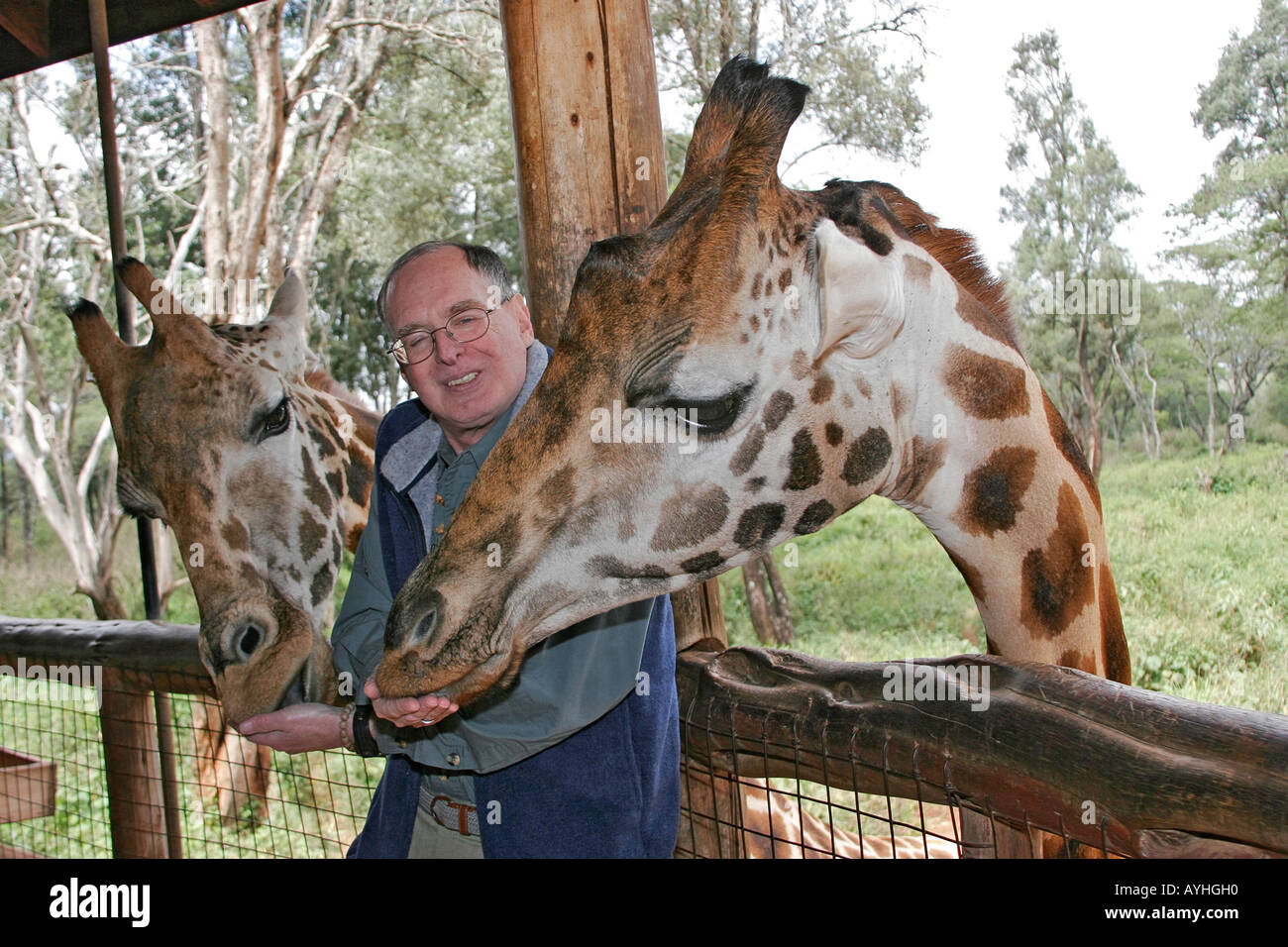 Visitante alimenta jirafa en refugio cerca de Nairobi Kenya África Foto de stock