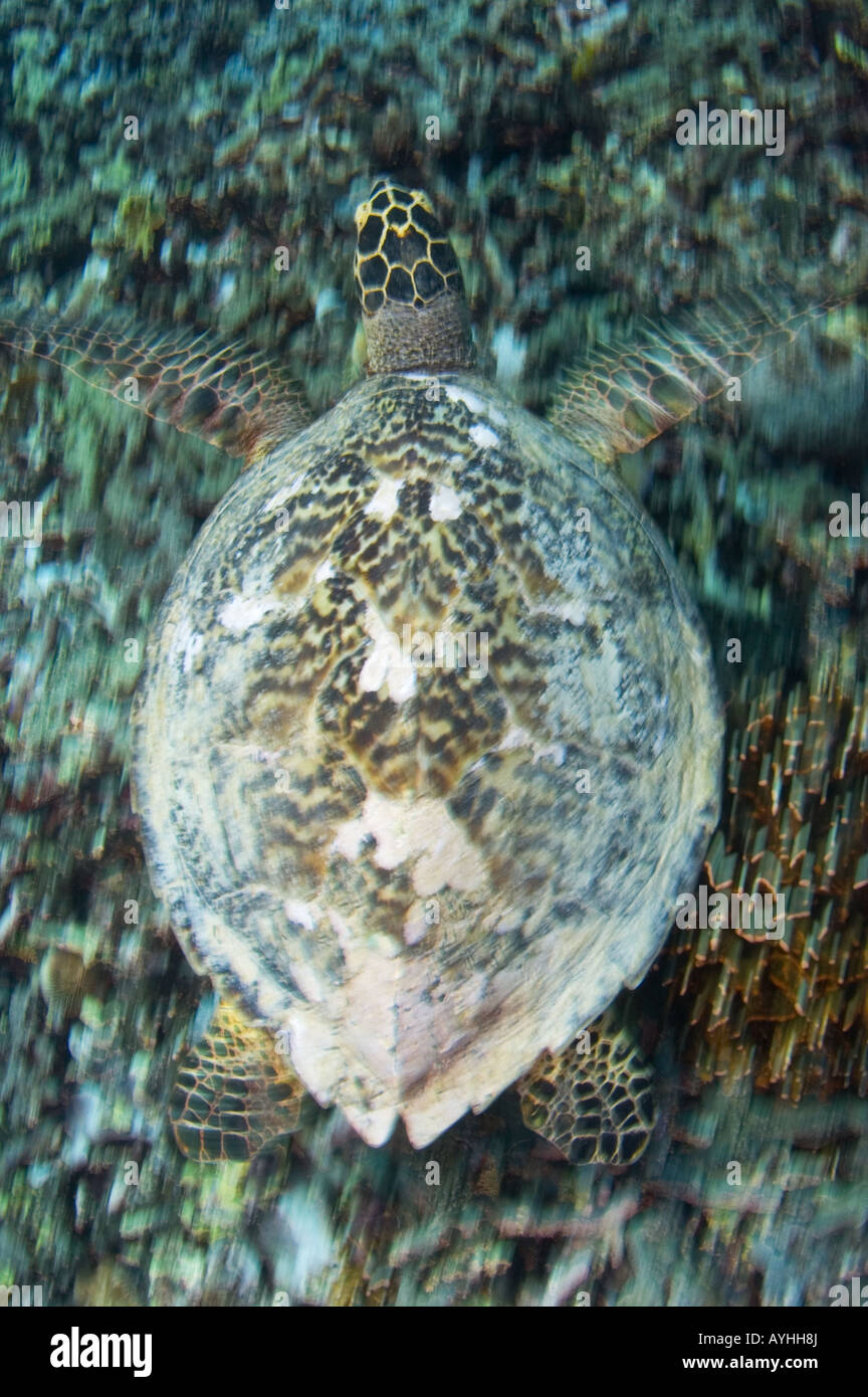 En el arrecife de tortuga carey Eretmochelys imbricata especies amenazadas Gili Trawangan Indonesia Lombok Océano Pacífico Foto de stock