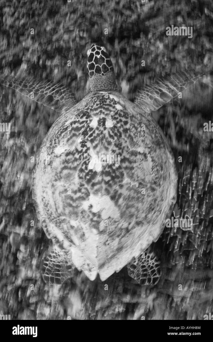 En el arrecife de tortuga carey Eretmochelys imbricata en blanco y negro de especies en peligro de extinción Gili Trawangan Indonesia Lombok Foto de stock