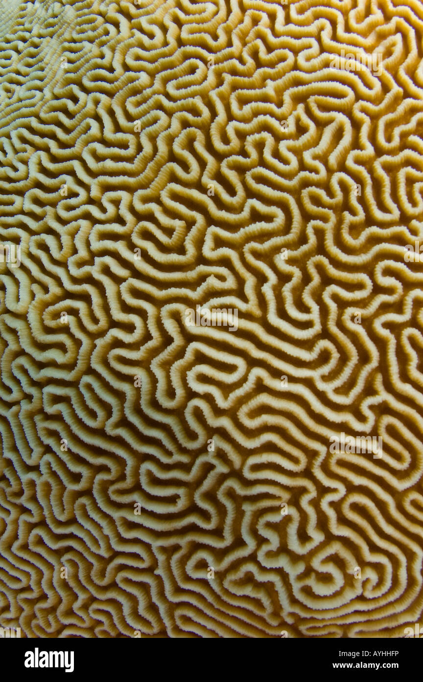 Coral Cerebro Platygyra detalle sp Layang Layang atoll Sabah Borneo Malasia Océano Pacífico Foto de stock