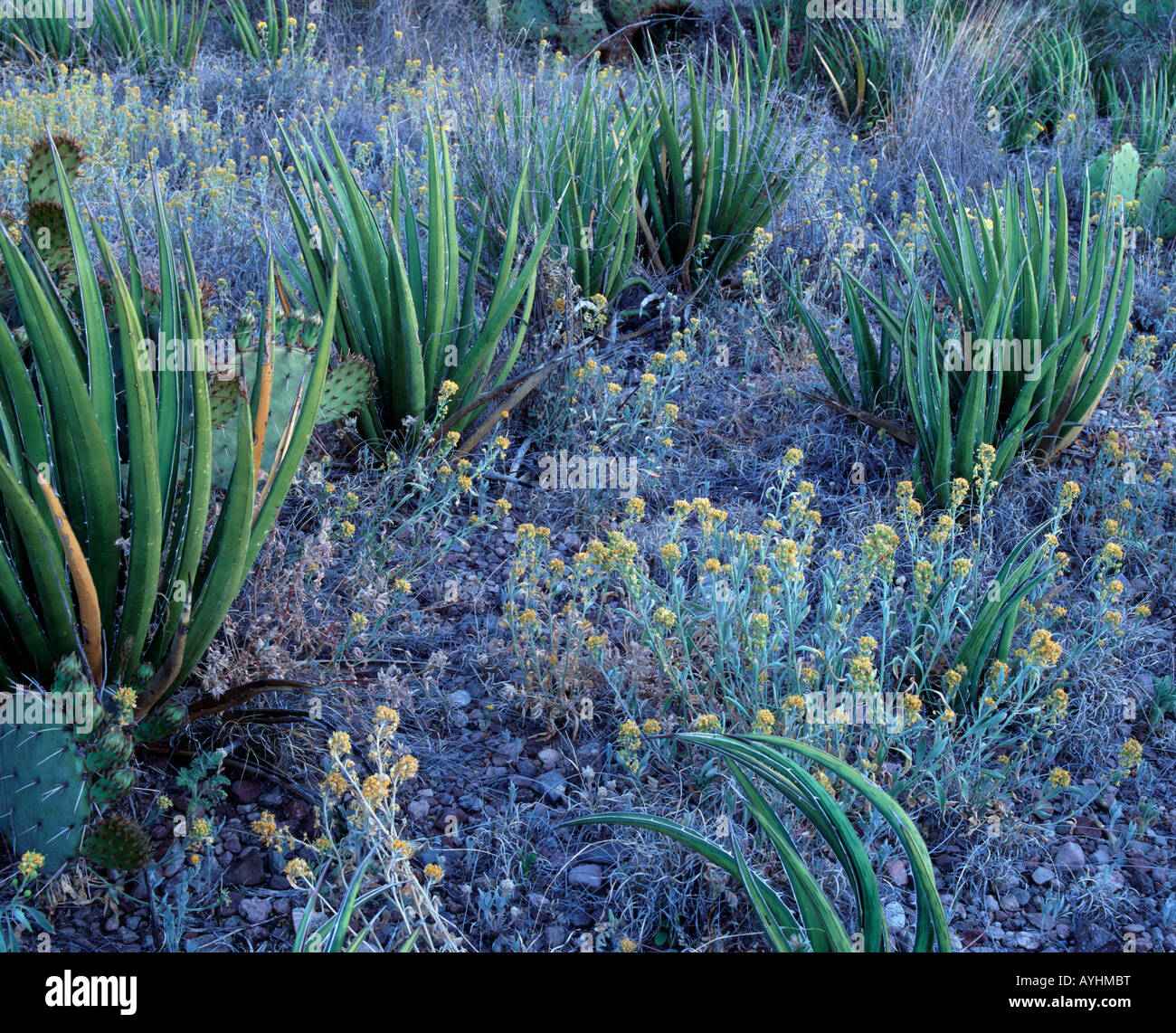 Lechuguilla - especies indicadoras del Desierto Chihuahuense, el Parque Nacional de Big Bend, Texas, EE.UU. Foto de stock