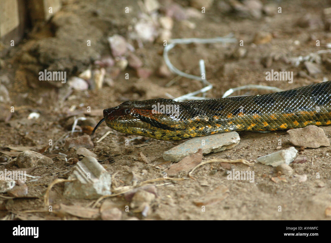 Anaconda Amazonas Foto de stock