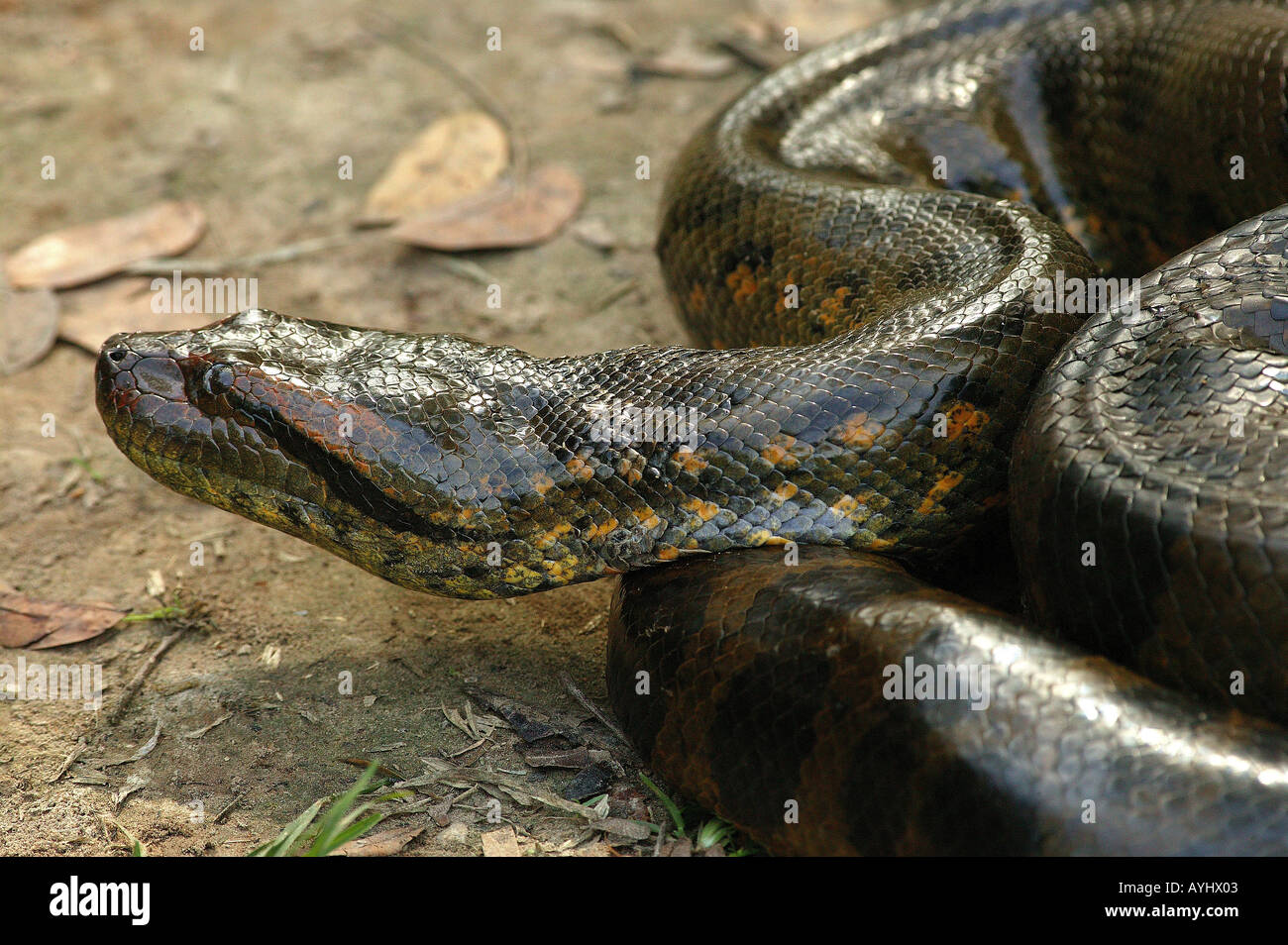 Anaconda amazonas fotografías e imágenes de alta resolución Alamy