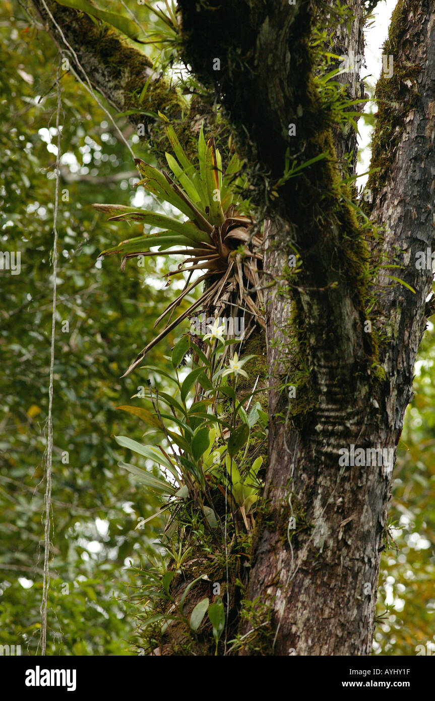 Un Schmarotzerpflanzen einem Baum en einem Wald Am Rio Negro Brasilien Foto de stock