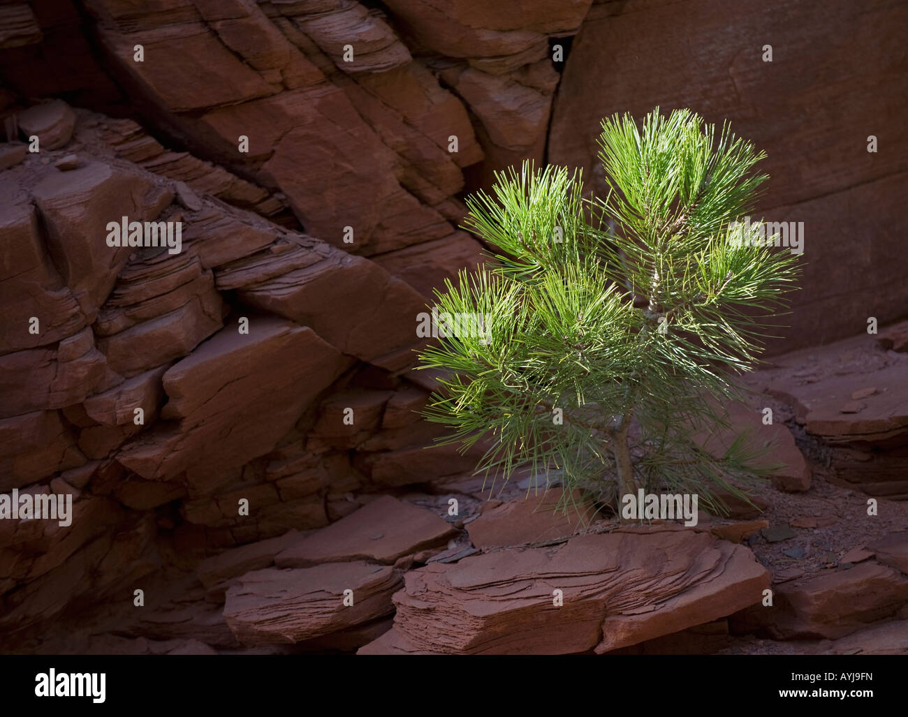 El pino Ponderosa (Pinus ponderosa) en arenisca roja, el Parque Nacional de Zion, UTAH Foto de stock