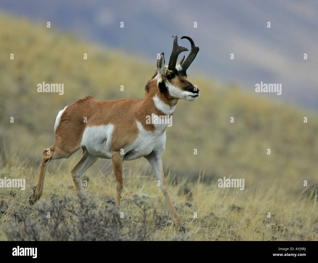 Parecido a un ciervo fotografías e imágenes de alta resolución - Alamy