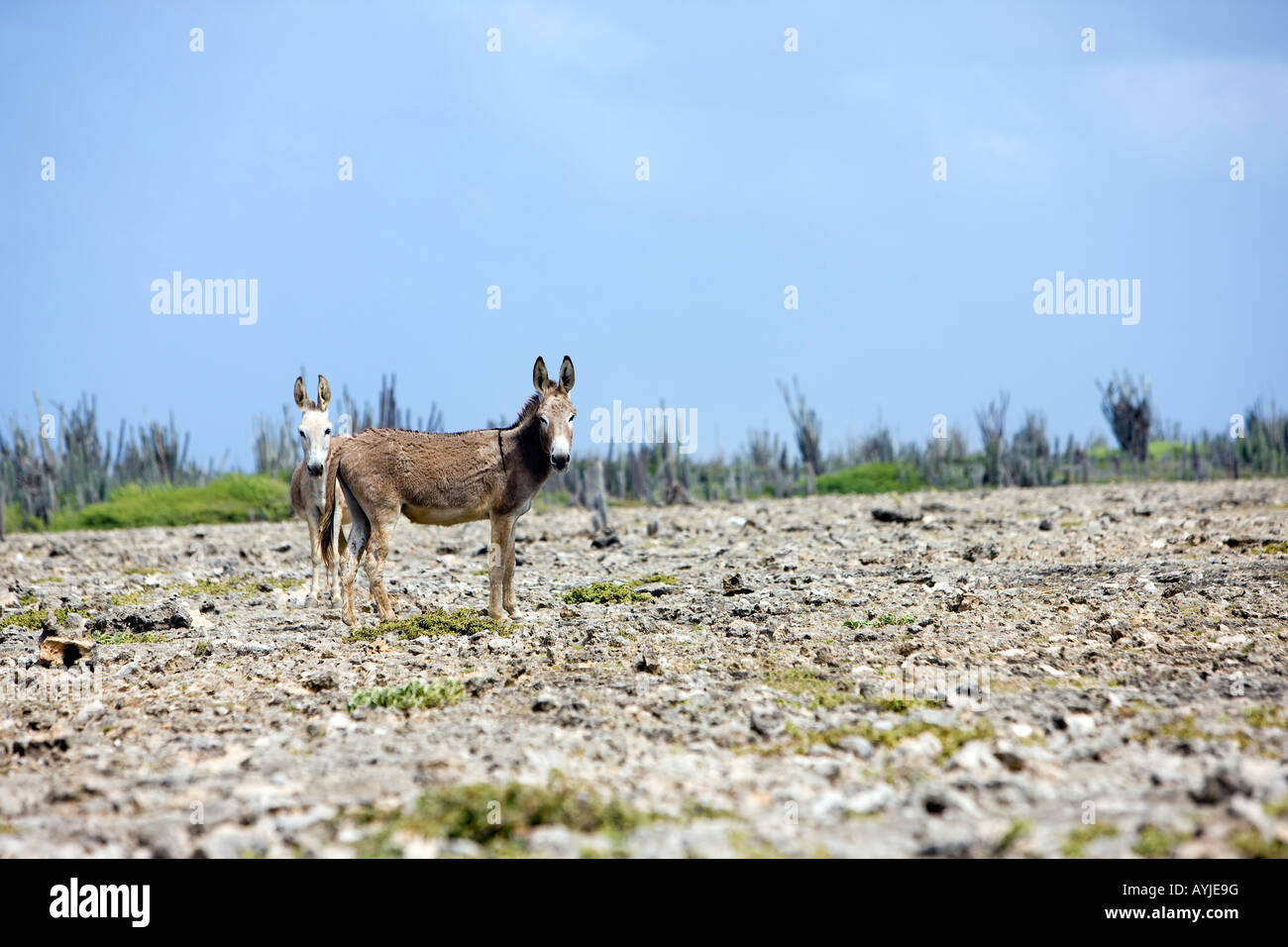 Burros Salvajes Bonaire Antillas Antillies Foto de stock