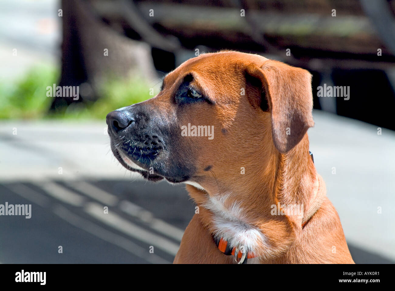 Grandes marrones joven bullmastiff perro sentado en el perfil Fotografía de  stock - Alamy
