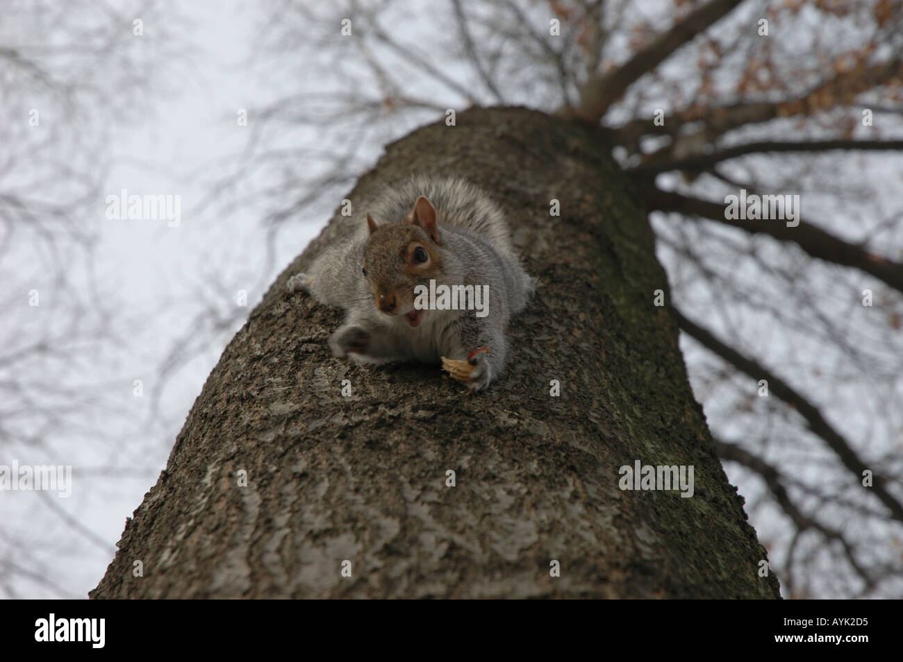 La ardilla en un árbol en el Central Park de Nueva York ardilla boca abajo Foto de stock