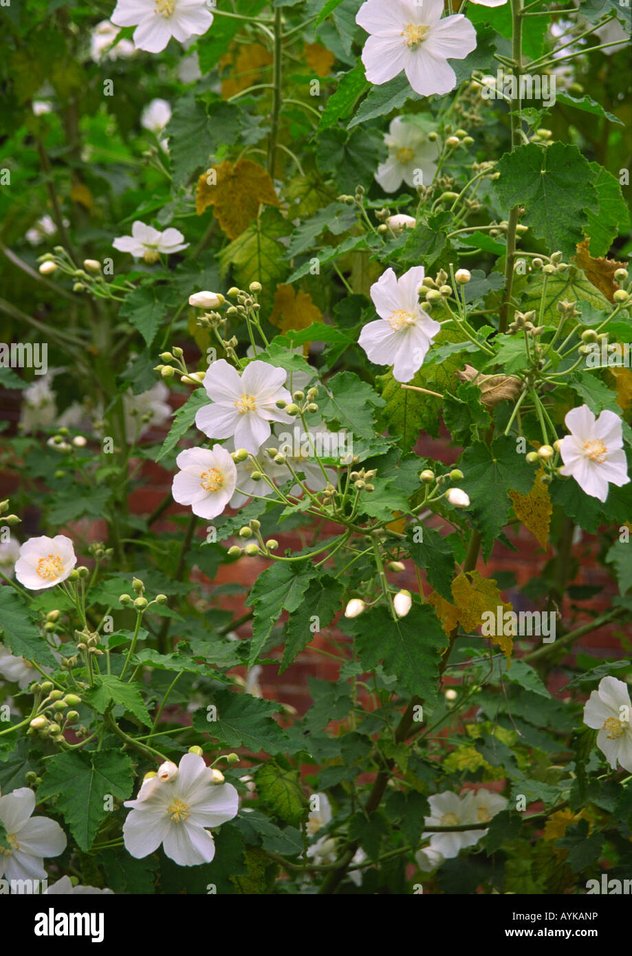 Abutilon vitifolium album Indian Mallow Foto de stock