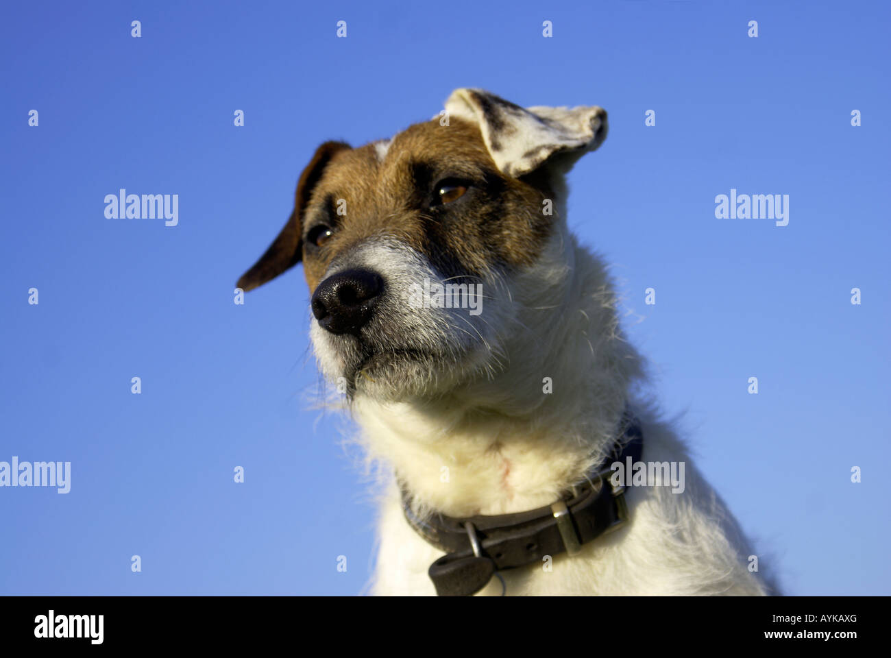 'Jack Russell terrier perro Foto de stock