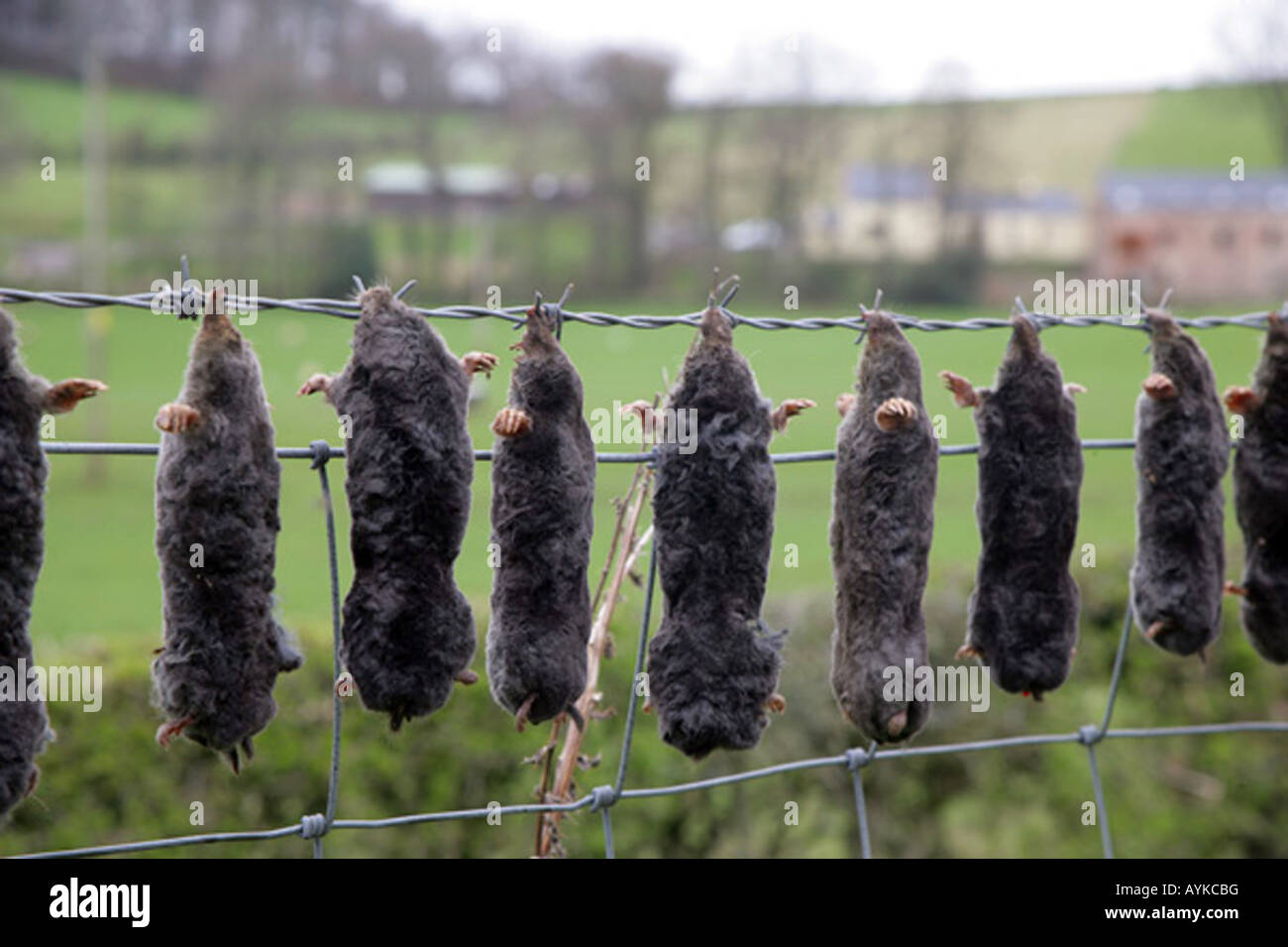 El método tradicional de la mole CATCHER,S,COUNT visto aquí en primavera en una granja en Ayrshire, Escocia, Reino Unido. Foto de stock