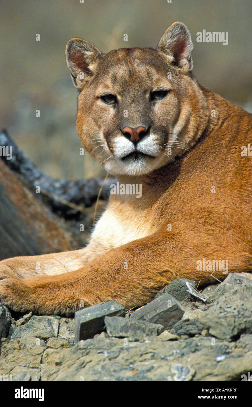 Adult male cougar puma fotografías imágenes de alta resolución Alamy