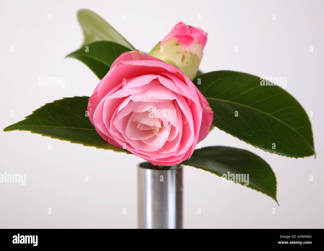 Una rosa de la camelia en plata varse Fotografía de stock - Alamy