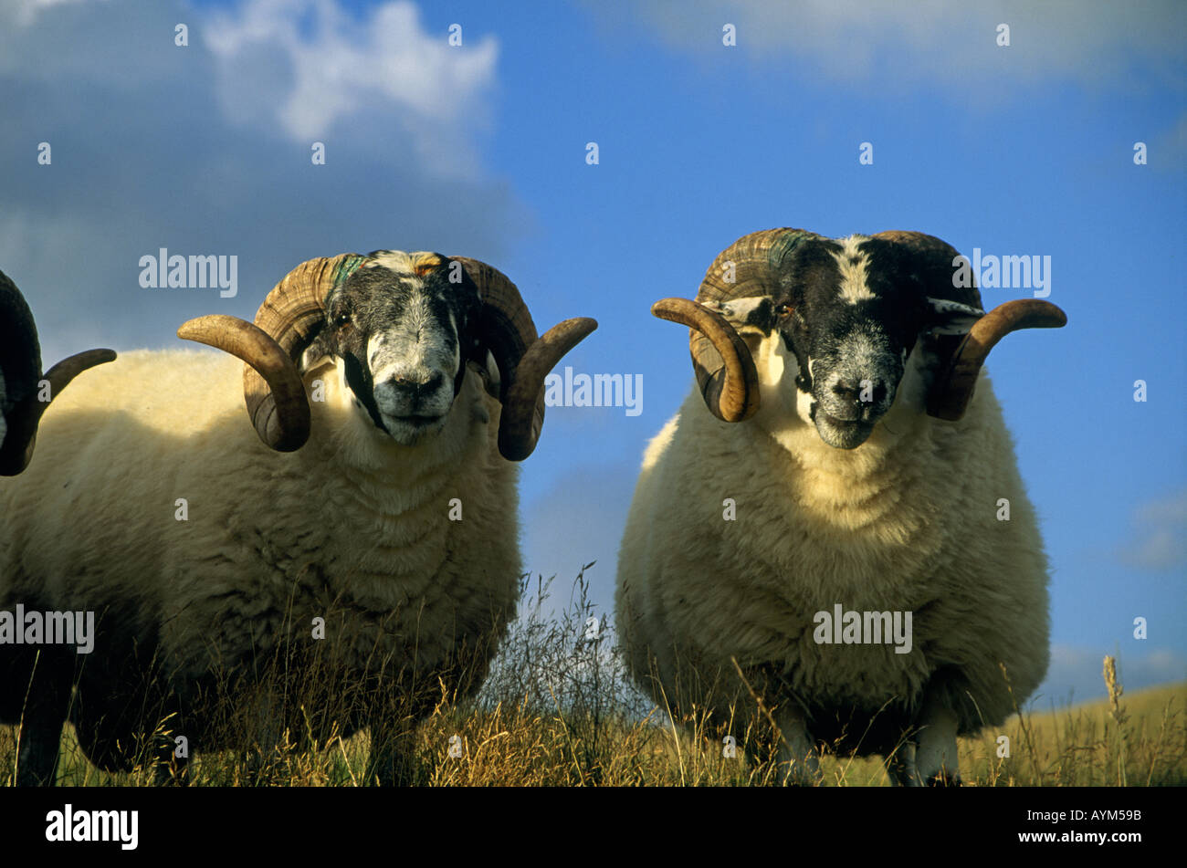 Tres carneros con cuernos rizados Strathbraan Perth Scotland Foto de stock