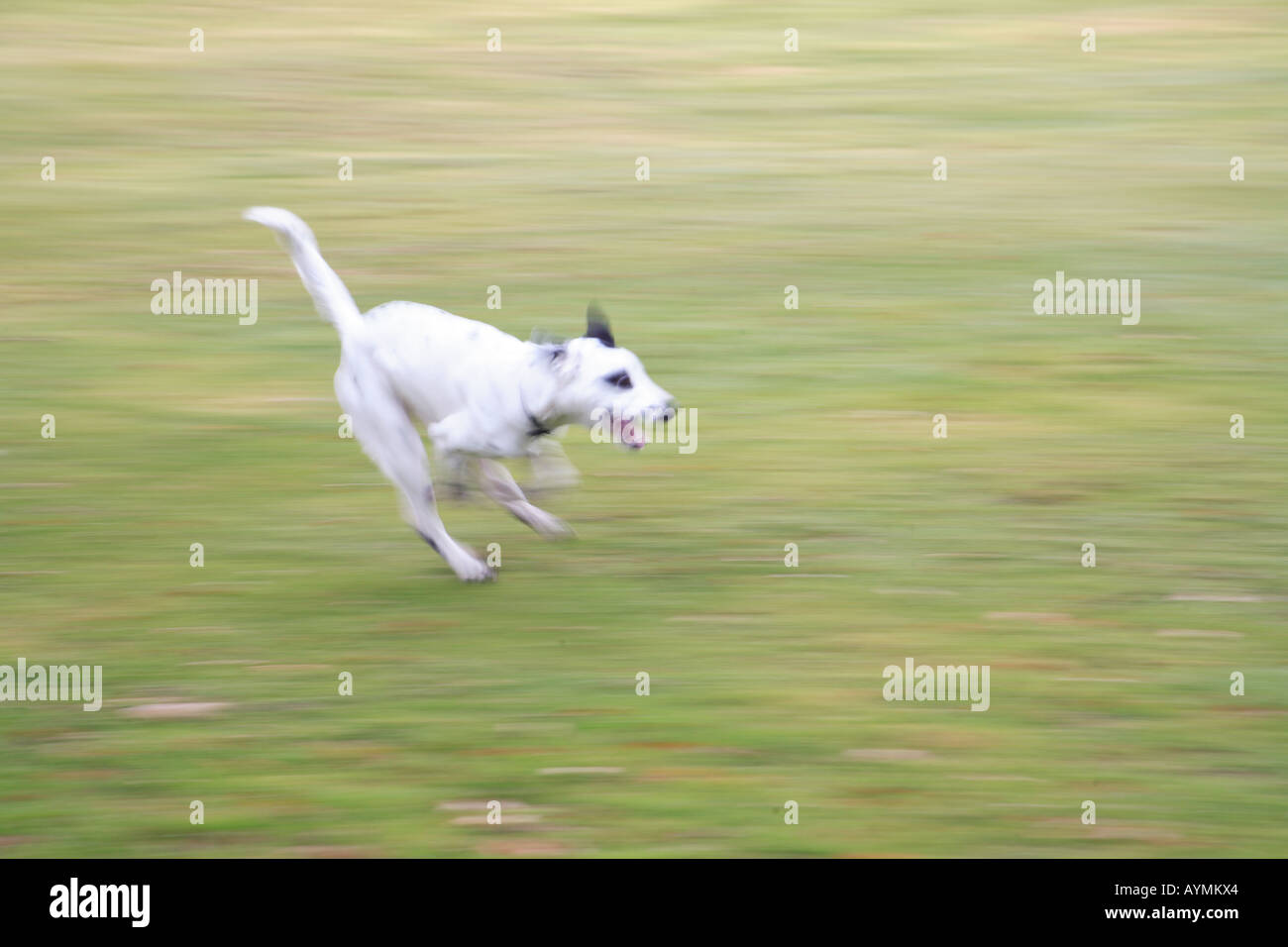 Tara perro dálmata manchas blanco y negro girando la libertad Harpenden  Inglaterra Hertfordshire común ejecutar sprint de velocidad rápida  Fotografía de stock - Alamy