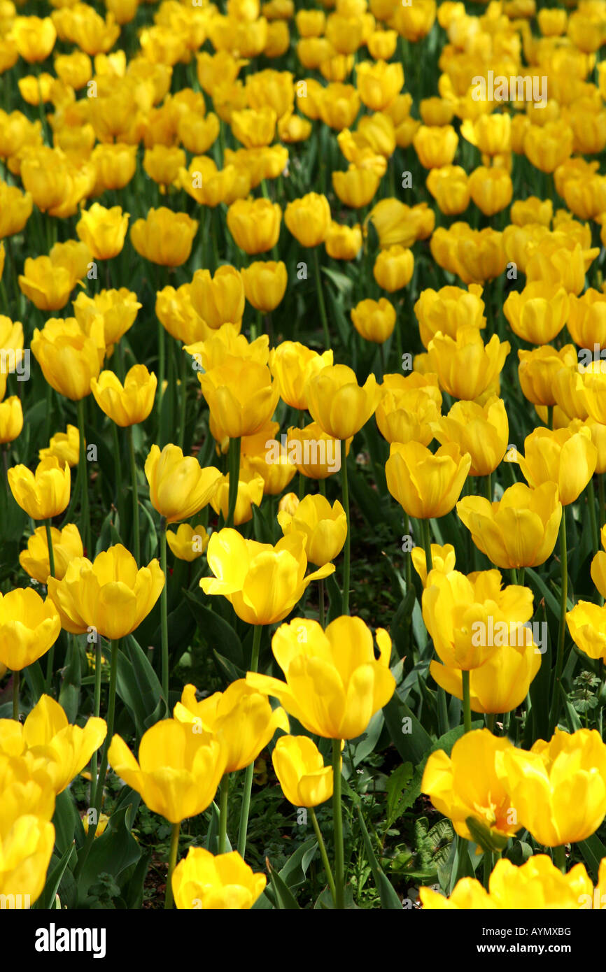 Campo de tulipanes amarillos en flor Foto de stock