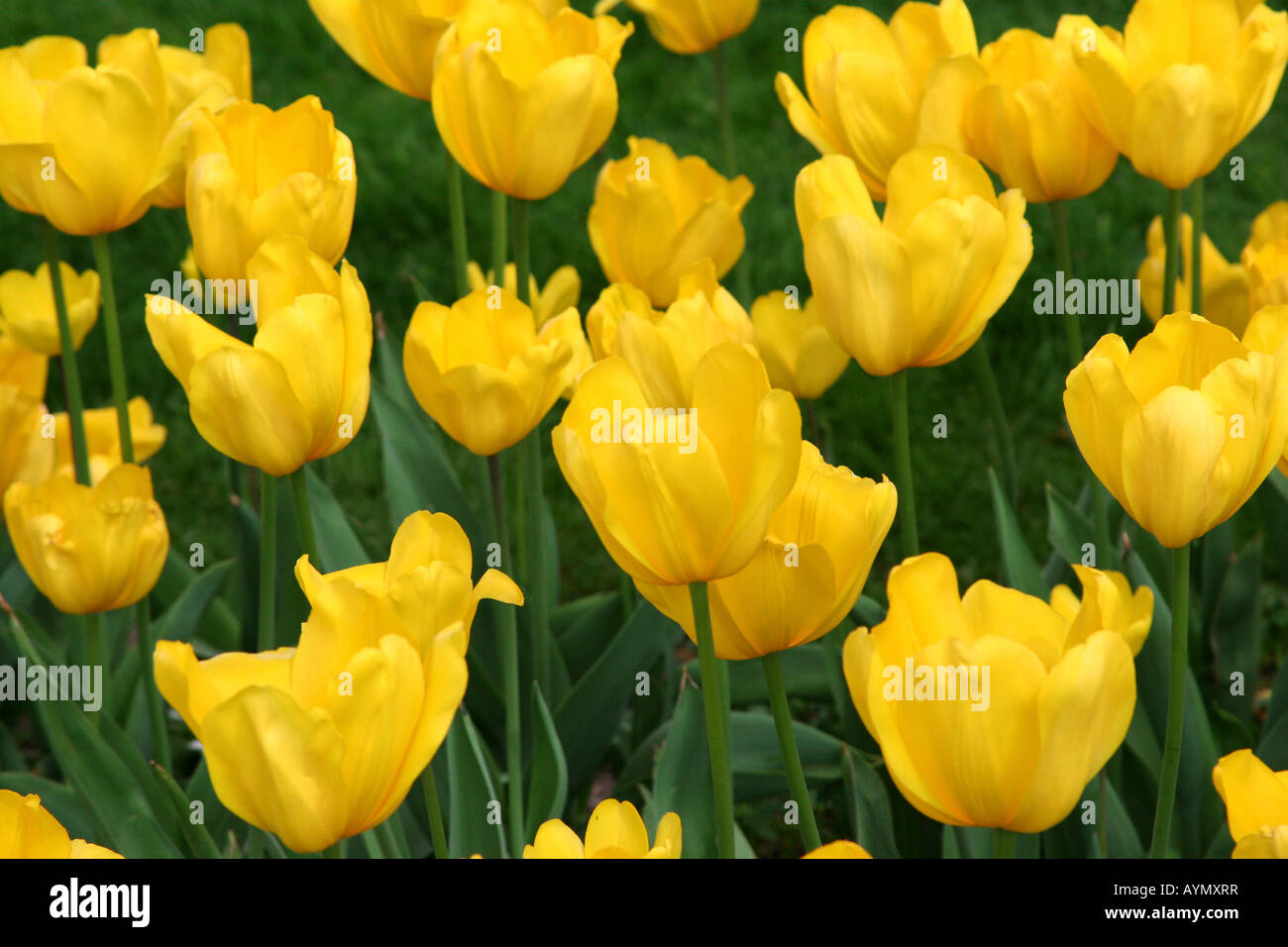 Tulipanes amarillos en flor Foto de stock