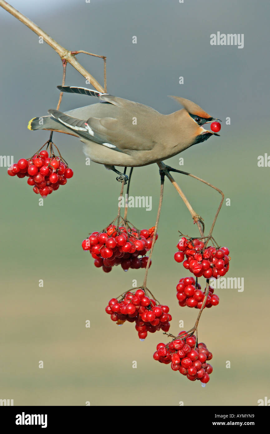 (Waxwing Bombycilla garrulus) alimentándose de Guelder Rose de bayas (Viburnum opulus) en invierno Foto de stock