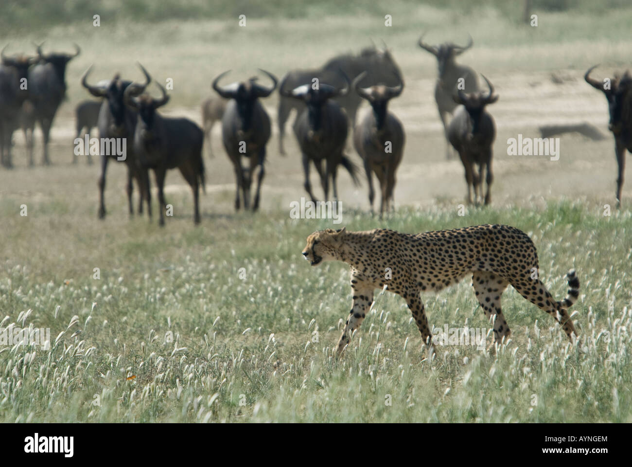 Un guepardo caminando por el desierto del Kalahari semi desierto con wildbeest azul en el fondo Foto de stock