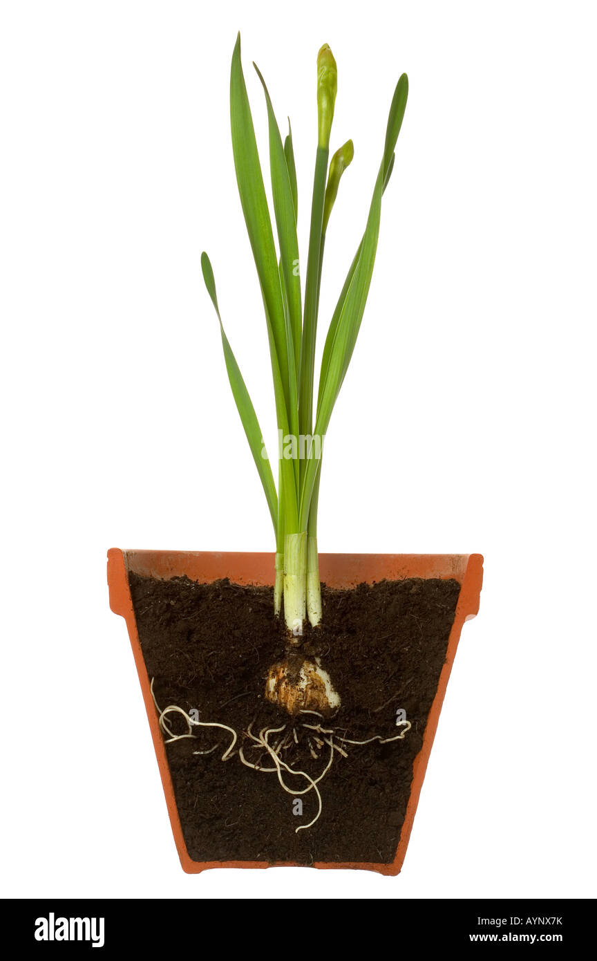 Sección transversal de un bulbo de primavera con raíces mostrando en una maceta de barro aislado sobre un fondo blanco. Foto de stock
