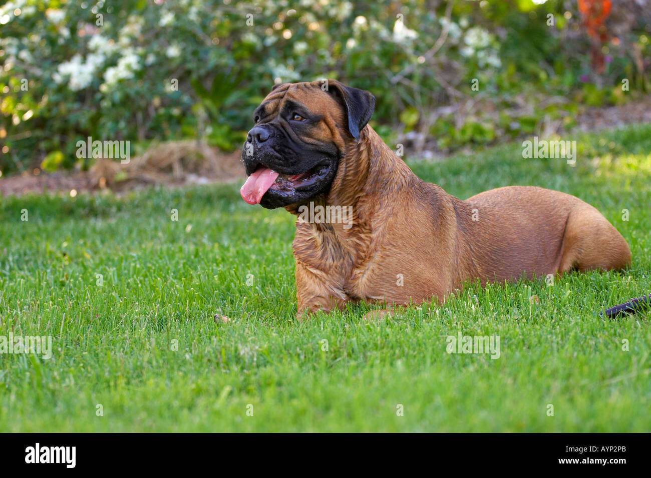 Cachorro de perro bullmastiff perros mastiif potente enormes babas pesado  rojo cervato verde césped descansando Fotografía de stock - Alamy