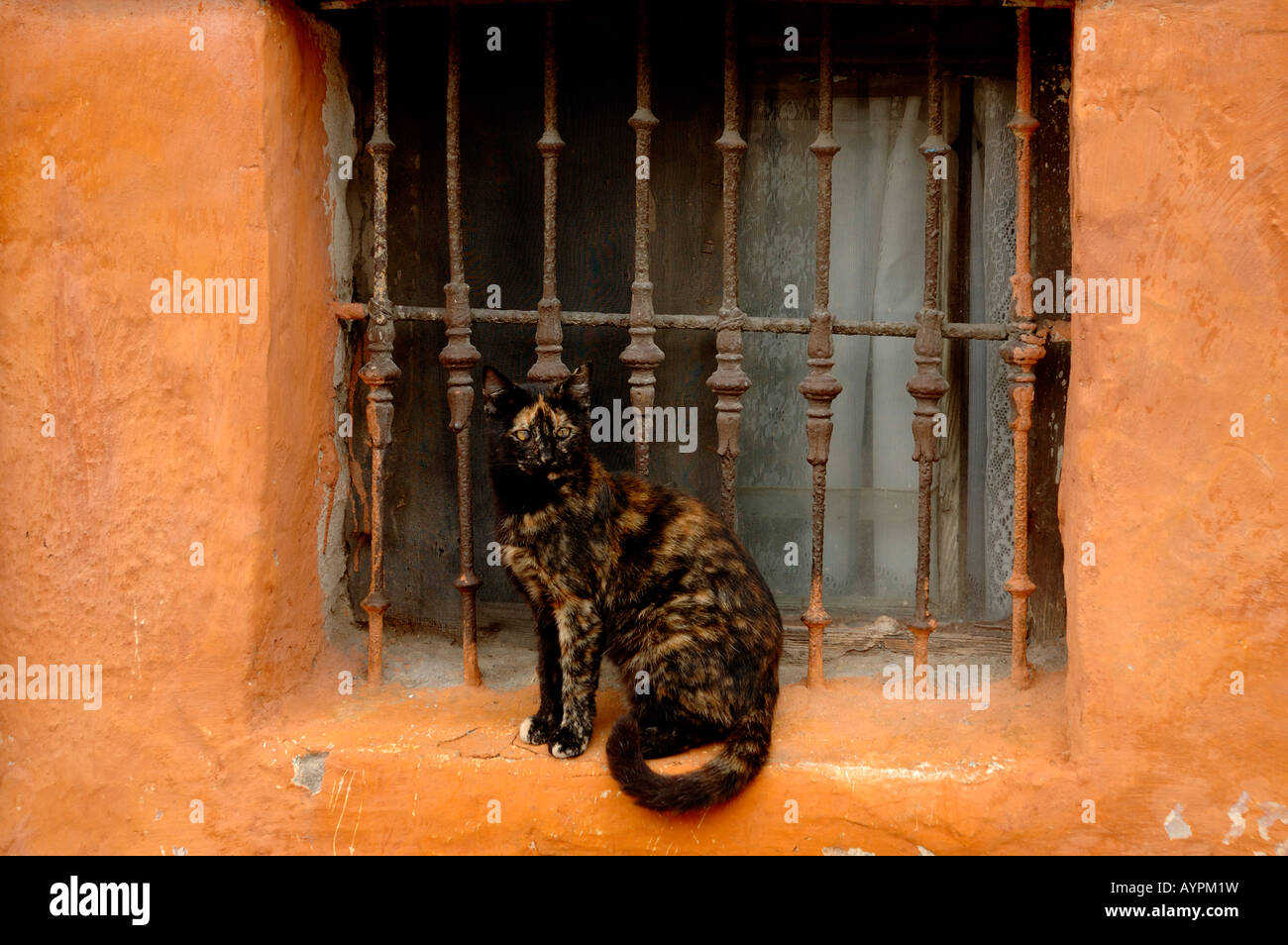 De color marrón rojizo y gato negro en la ventana Foto de stock