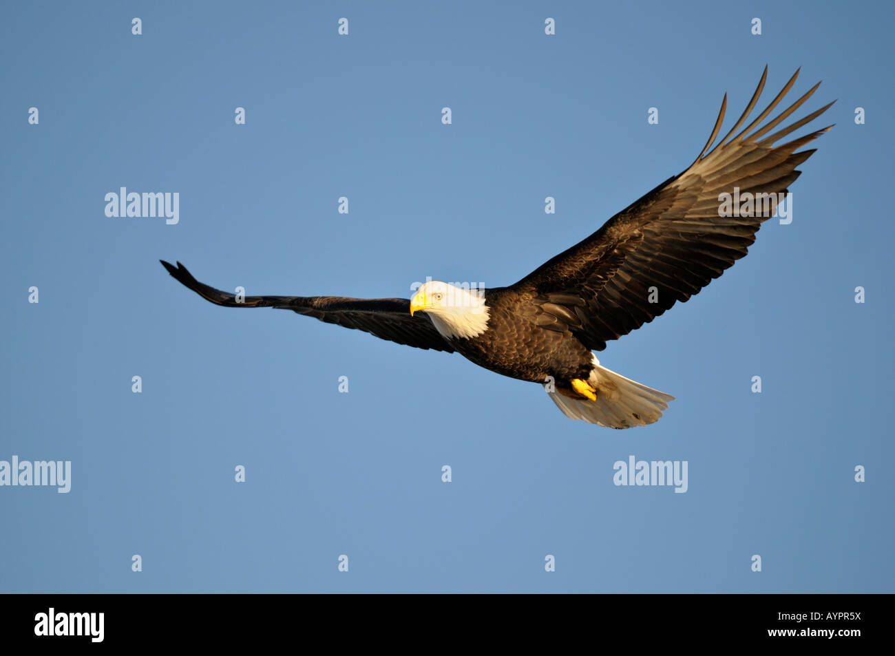 El águila calva (Haliaeetus leucocephalus) en vuelo, la Península Kenai, Alaska, EE.UU. Foto de stock