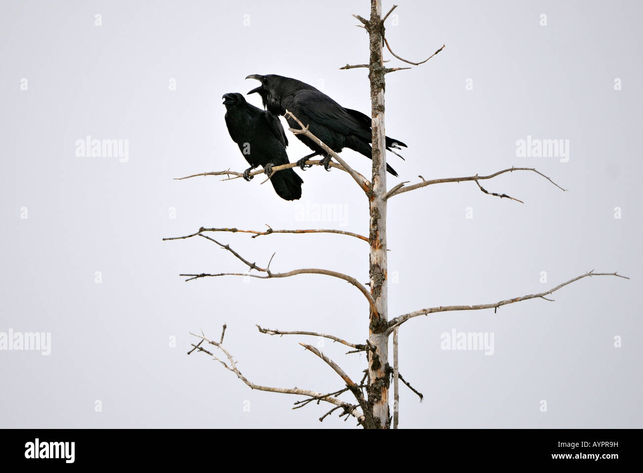 - Comunes o norte de cuervos (Corvus corax), la cría de pareja, cortejo, pantalla, Península Kenai, Alaska, EE.UU. Foto de stock