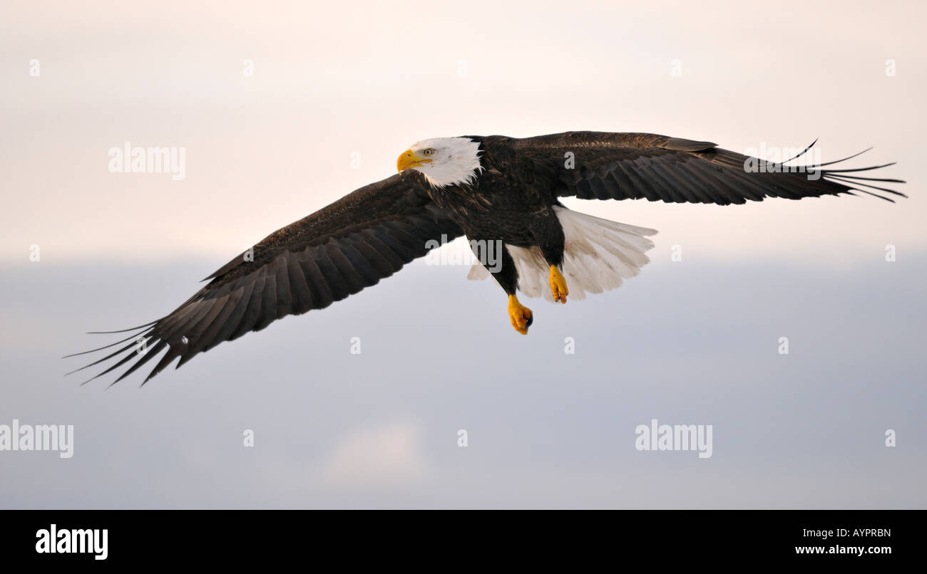El águila calva (Haliaeetus leucocephalus) en vuelo, la Península Kenai, Alaska, EE.UU. Foto de stock