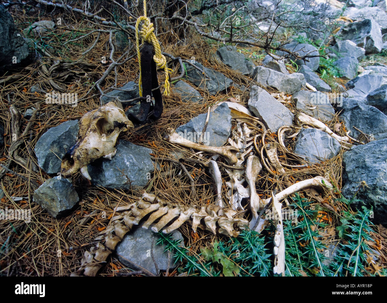 La crueldad con los animales, el esqueleto de un perro, atados y condenados a morir de inanición, Samaria Gorge, Creta, Grecia Foto de stock