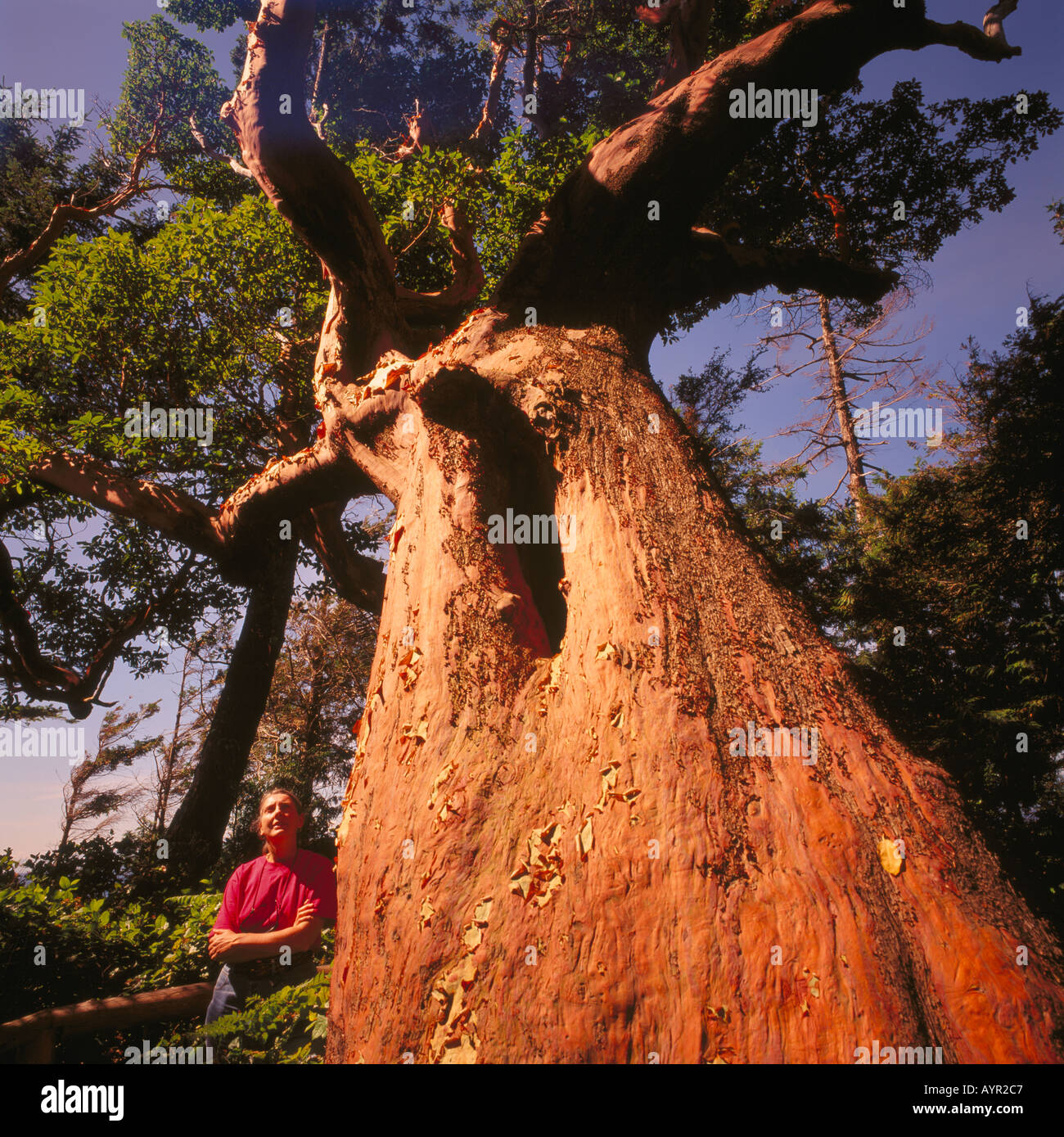 Mayor árbol madroño (Arbutus menziesii) en British Columbia, Canadá, crece en la isla Savary Foto de stock